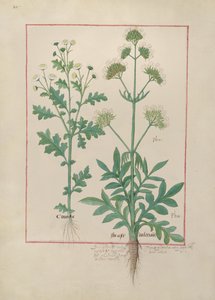 السيدة الاب. Fv VI  1 fol.151v رسم توضيحي من كتاب الأدوية البسيطة لماتياس بلاتيريوس (dc1161) c.1470 بواسطة Robinet Testard